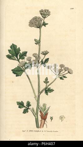 Wilde Sellerie, apium graveolens. Papierkörbe Kupferstich nach einer Zeichnung von James Sowerby für James Smith's Englisch Botanik, 1803. Stockfoto