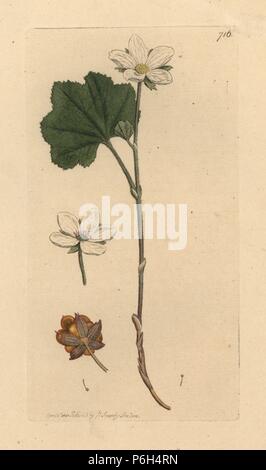 Berg dornbusch oder Moltebeeren, Rubus chamaemorus. Papierkörbe Kupferstich nach einer Zeichnung von James Sowerby für James Smith's Englisch Botanik, 1800. Stockfoto