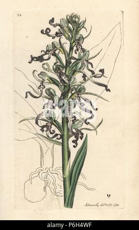Lizard orchid, Himantoglossum hircinum (Eidechse oder satyrion ochis, Satyrium hircinum). Papierkörbe Kupferstich nach einer Illustration von James Sowerby von James Smith's Englisch Botanik, London, 1791. Stockfoto