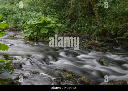 Die sanft fließenden Fluss Dove an einem Sommerabend in der ruhigen Kalkstein Schlucht von Beresford Dale in der Derbyshire Peak District in England, Großbritannien Stockfoto