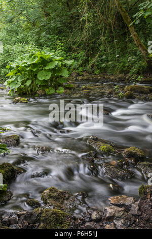 Die sanft fließenden Fluss Dove an einem Sommerabend in der ruhigen Kalkstein Schlucht von Beresford Dale in der Derbyshire Peak District in England, Großbritannien Stockfoto