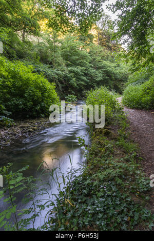 Die sanft fließenden Fluss Dove an einem Sommerabend in der ruhigen Kalkstein Schlucht von Beresford Dale in der Derbyshire Peak District in England, Großbritannien Stockfoto