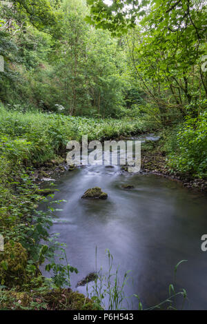 Die sanft fließenden Fluss Dove an einem Sommerabend in der ruhigen Kalkstein Schlucht von Beresford Dale in der Derbyshire Peak District in England, Großbritannien Stockfoto