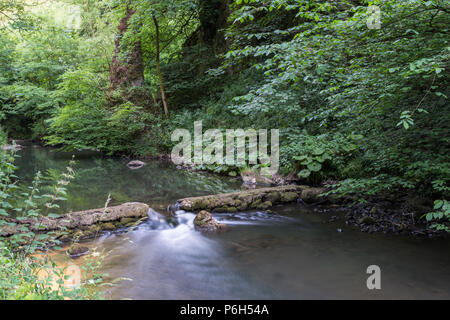 Die sanft fließenden Fluss Dove an einem Sommerabend in der ruhigen Kalkstein Schlucht von Beresford Dale in der Derbyshire Peak District in England, Großbritannien Stockfoto