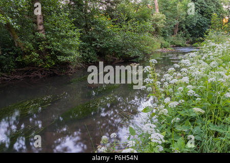 Die sanft fließenden Fluss Dove an einem Sommerabend in der ruhigen Kalkstein Schlucht von Beresford Dale in der Derbyshire Peak District in England, Großbritannien Stockfoto