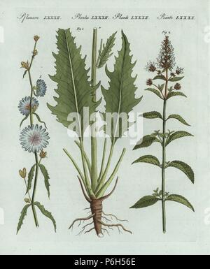 Chicorée, Cichorium intybus 1 und Pfefferminze, Mentha Piperita 2. Papierkörbe Kupferstich von Johann Friedrich Bertuch's Bilderbuch pelz Kinder (Bilderbuch für Kinder), Weimar, 1802. Stockfoto