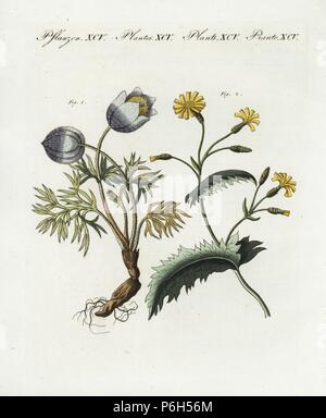 Küchenschelle, Anemone pulsatilla und wilder Salat, Lactuca virosa. Papierkörbe Kupferstich von bertuch's 'Bilderbuch pelz Kinder" (Bilderbuch für Kinder), Weimar, 1805. Johann Friedrich Bertuch (1747-1822) war ein deutscher Verleger und Mann der Künste berühmt für seine 12-Band Enzyklopädie für Kinder mit 1.200 illustrierte gravierte Schilder auf natürliche Geschichte, Wissenschaft, Kostüm, Mythologie usw. Von 1790-1830 veröffentlicht. Stockfoto