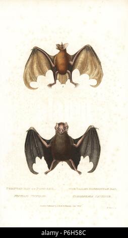 Mehr bulldog bat oder Angler bat, Noctilio leporinus unicolor und angebundene Schwanzlose bat, Anoura caudifer. (Peruanische bat, Noctilio unicolor und angebundene glossophag bat, Glossophaga caudifer). Papierkörbe Kupferstich von James Basire von Edward Griffith der Tierwelt vom Baron Cuvier, London, Whittaker, 1824. Stockfoto