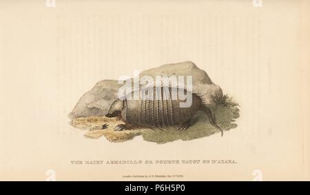 Big hairy armadillo oder großen haarigen Gürteltier, Chaetophractus villosus (haarig Gürteltier, oder vierten tatou von d'Azara). Papierkörbe Kupferstich von James Basire von Edward Griffith der Tierwelt vom Baron Cuvier, London, Whittaker, 1825. Stockfoto