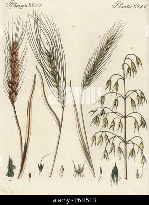 Weizen Triticum aestivum 1, Roggen, Secale cereale 2, Gerste, Hordeum distichon 3 und Hafer Avena sativa 4. Papierkörbe Kupferstich von Johann Friedrich Bertuch's Bilderbuch pelz Kinder (Bilderbuch für Kinder), Weimar, 1795. Stockfoto