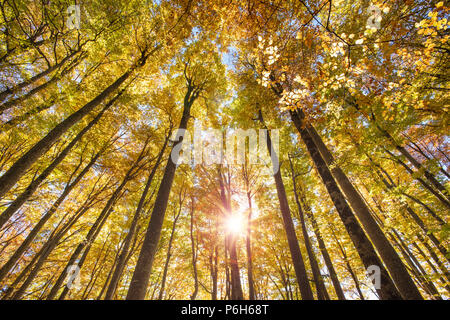 Goldener Oktober mit wunderschönen bunten Buchenwald Stockfoto