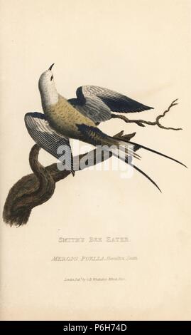 Smith's Bienenfresser, Merops puella. Papierkörbe Gravur nach einer Illustration von Charles Hamilton Smith von einem Muster in William Bullock's Museum von Edward Griffith der Tierwelt vom Baron Cuvier, London, Whittaker, 1829. Stockfoto