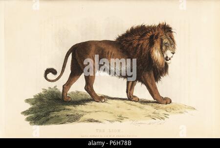 Löwe Panthera leo, männlich. Verwundbar. Papierkörbe Kupferstich erstellt und von Thomas Landseer von Edward Griffith der Tierwelt vom Baron Cuvier, London, Whittaker, 1825 eingraviert. Stockfoto