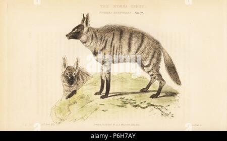 Erdwolf (Proteles cristata, Hyäne Zibetkatze, Viverra hyenoides). Papierkörbe Kupferstich von Thomas Landseer nach einer Illustration von Charles Hamilton Smith von Edward Griffith der Tierwelt vom Baron Cuvier, London, Whittaker, 1825. Stockfoto