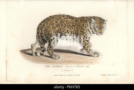 Jaguar Panthera onca (Felis onca, kleine oder gemeinsamen var.). In der Nähe von bedroht. Papierkörbe Kupferstich von Griffith, Harriet oder Edward, nach einer Illustration von Charles Hamilton Smith von Edward Griffith der Tierwelt vom Baron Cuvier, London, Whittaker, 1825. Stockfoto