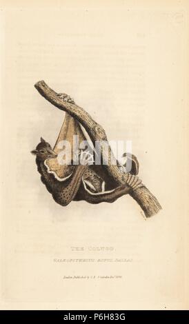 Philippinische Flying Lemur, Cynocephalus volans. (Colugo, Galeopithecus rufus). Papierkörbe Kupferstich von James Basire von Edward Griffith der Tierwelt vom Baron Cuvier, London, Whittaker, 1824. Stockfoto