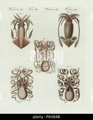 Europäische Kalmare Loligo vulgaris 1, Europäische fliegende Kalmare, Todarodes sagittatus 2, gehörnten Octopus, Eledone cirrhosa 3,4, und gemeinsame Octopus, Octopus vulgaris 5. Papierkörbe Kupferstich von bertuch's 'Bilderbuch pelz Kinder" (Bilderbuch für Kinder), Weimar, 1805. Johann Friedrich Bertuch (1747-1822) war ein deutscher Verleger und Mann der Künste berühmt für seine 12-Band Enzyklopädie für Kinder mit 1.200 illustrierte gravierte Schilder auf natürliche Geschichte, Wissenschaft, Kostüm, Mythologie usw. Von 1790-1830 veröffentlicht. Stockfoto