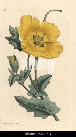 Mohn, Yellowhorn Glaucium flavum (Chelidonium glaucium). Papierkörbe Kupferstich nach einer Illustration von James Sowerby von James Smith's Englisch Botanik, London, 1791. Stockfoto