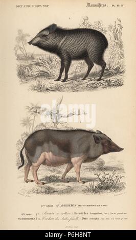 Collared peccary, Pecari tajacu und weiblichen Indischen Wildschwein, Sus scrofa cristatus. Papierkörbe Kupferstich von Fournier nach einer Illustration von Edouard Travies von Charles d'Orbigny das Wörterbuch Universel d'Histoire Naturelle (Wörterbuch), Paris, 1849. Stockfoto