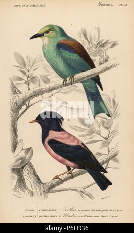 Europäische Roller, Coracias garrulus, und Rosy Starling, Pastor Roseus. Papierkörbe Kupferstich von Fournier nach einer Illustration von Edouard Travies von Charles d'Orbigny das Wörterbuch Universel d'Histoire Naturelle (Wörterbuch), Paris, 1849. Stockfoto