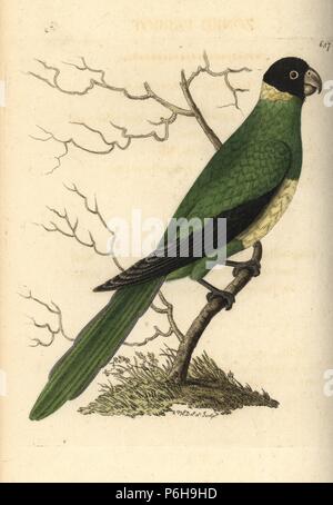 Port Lincoln ringneck, Barnadius zonarius (Zonen Papagei Psittacus zonarius). Abbildung gezeichnet und von Richard Polydore Nodder eingraviert. Papierkörbe Kupferstich von George Shaw und Frederick Nodder Der naturalist's Miscellany, London, 1804. Stockfoto