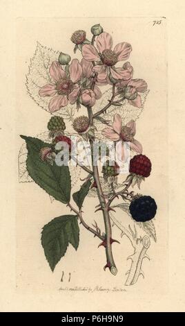 Gemeinsame dornbusch oder Blackberry, Rubus fruticosus. Papierkörbe Kupferstich nach einer Zeichnung von James Sowerby für James Smith's Englisch Botanik, 1800. Stockfoto