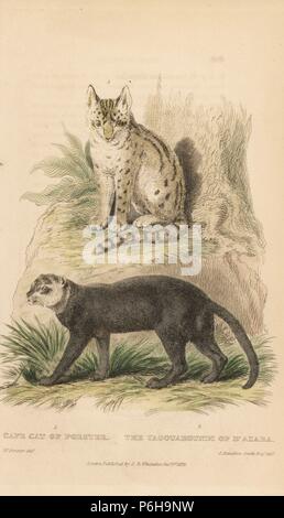 Serval, Leptailurus serval (Cape Katze von Forster, Felis capensis) und Wieselkatze, Puma yagouaroundi (yagouaroundi von d'Azara), auch genannt eyra Katze. Papierkörbe Kupferstich nach Illustrationen von Dr. Forster und Charles Hamilton Smith von Edward Griffith der Tierwelt vom Baron Cuvier, London, Whittaker, 1825. Stockfoto