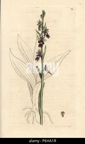Orchid Fliegen, Ophrys insectifera (Orchis Fliegen, Ophrys muscifera). Papierkörbe Kupferstich nach einer Illustration von James Sowerby von James Smith's Englisch Botanik, London, 1792. Stockfoto