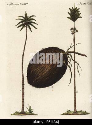 Kokospalme, Cocos nucifera 1, Kokos, Frucht und Karibik Royal Palm, Roystonea oleracea 2. Papierkörbe Kupferstich von Johann Friedrich Bertuch's Bilderbuch pelz Kinder (Bilderbuch für Kinder), Weimar, 1795. Stockfoto