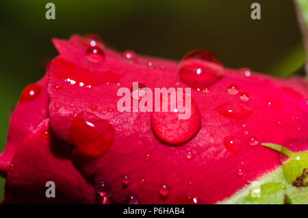 Rote Rose mit Wassertropfen Stockfoto