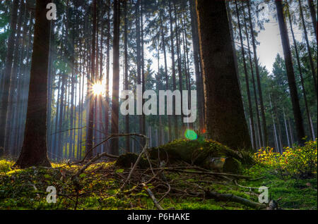 Sonnenstrahlen zwischen den Bäumen am Morgen Staub im Bayerischen Wald Stockfoto