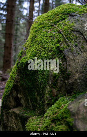 Rock mit viel Moos im Bayerischen Wald Stockfoto