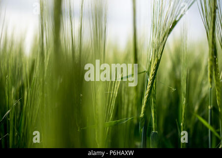 Von einer grünen Weizen auf einem Feld im Sommer Nahaufnahme im Bayerischen Wald Stockfoto