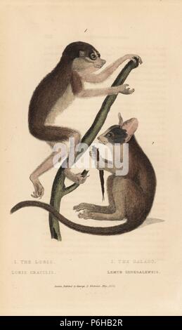 Red slender Loris, Loris tardigradus (gefährdete) und Senegal bushbaby, Galago senegalensis. Papierkörbe Kupferstich von Edward Griffith der Tierwelt vom Baron Cuvier, London, Whittaker, 1824. Stockfoto