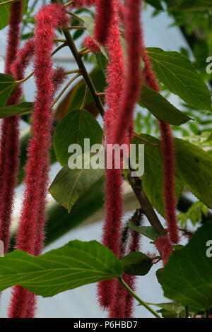 Amaranthus Caudatus in voller Blüte Stockfoto