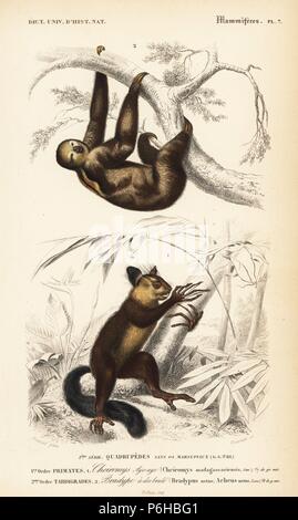 Aye-aye, Daubentonia madagascariensis (in der Nähe von - bedroht) und Brown-throated Faultier, Bradypus variegatus brasiliensis. Papierkörbe Kupferstich von Fournier nach einer Illustration von Edouard Travies von Charles d'Orbigny das Wörterbuch Universel d'Histoire Naturelle (Wörterbuch), Paris, 1849. Stockfoto