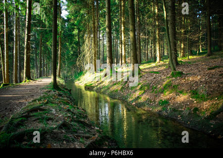 Fluss im Bayerischen Wald mit vielen Bäumen und einem Pfad Stockfoto