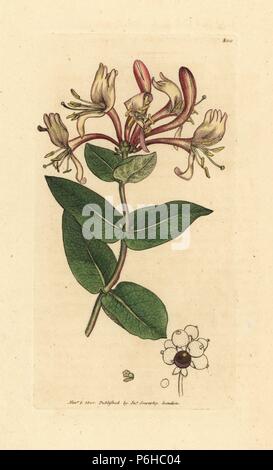 Gemeinsame Geißblatt oder woodbine, Lonicera periclymenum. Papierkörbe Kupferstich nach einer Zeichnung von James Sowerby für James Smith's Englisch Botanik, 1800. Stockfoto