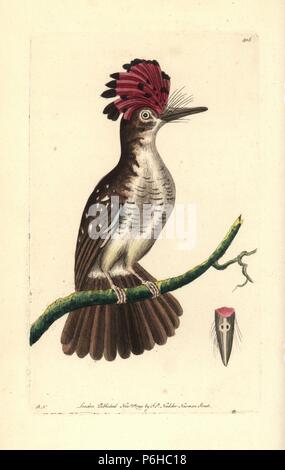 Amazonian royal, Onychorhynchus coronatus (Crested heute, Todus cristatus). Abbildung gezeichnet und von Richard Polydore Nodder eingraviert. Papierkörbe Kupferstich von George Shaw und Frederick nodder's" des Naturforschers Miscellany", London, 1799. Stockfoto