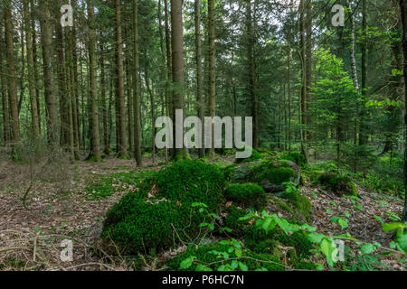 Steine mit Moos im Bayerischen Wald mit vielen Bäumen Stockfoto