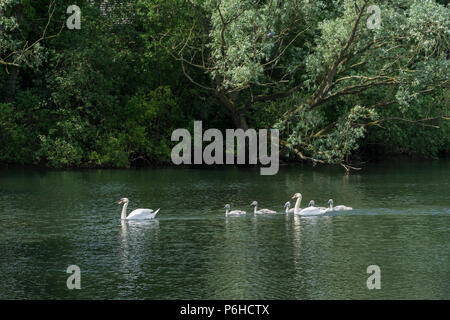 Paar Höckerschwäne mit sechs Cygnets Stockfoto