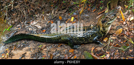 Panorama von einer schwarzen Kaiman (Melanosuchus niger) entlang der Ufer des Río Napo im Amazonas Regenwald von Ecuador, Yasuni Nationalpark. Stockfoto