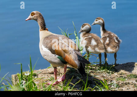 Nach Nilgans und jungen Gänschen in Richtung einer ruhigen noch See an einem Sommertag auf der Suche Stockfoto