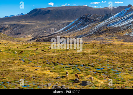 Alpakas und Lamas grasen in einem fruchtbaren Tal in die nationale Reserve von Salinas y Aguada Blanca in der Nähe der Colca Canyon in den Anden, Peru. Stockfoto