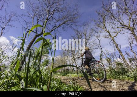 Ciclistas en el camino de Sa Siurana - Canal des Sol,, S'Albufera de Mallorca, Mallorca, Balearen, Spanien. Stockfoto