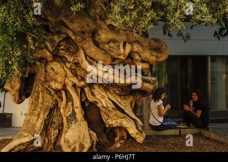 Olivo de Cort, Olea europaea var. Europaea, Palma, Mallorca, Balearen, Spanien, Europa. Stockfoto