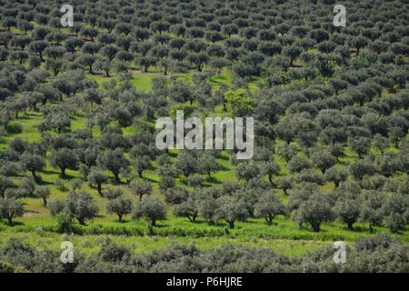 Campo de Olivos, Campo Maior, Alentejo, Portugal, Europa. Stockfoto