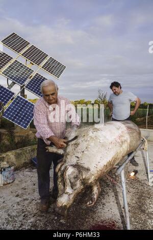 Limpieza del Tier, matanza Seleccion del Cerdo, Llucmajor, Mallorca, Balearen, Spanien. Stockfoto