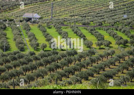 Campo de Olivos, Campo Maior, Alentejo, Portugal, Europa. Stockfoto