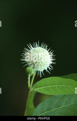 In der Nähe von Buttonbush Blume Stockfoto